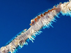 A pair of whip coral gobies that kindly stayed together l... by James Dawson 